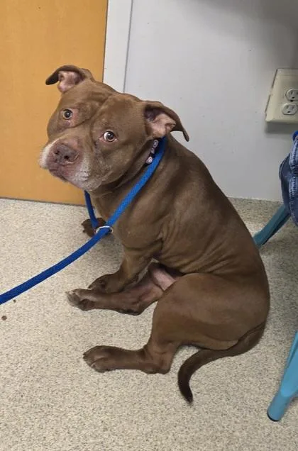 Hereford thumbnail 3