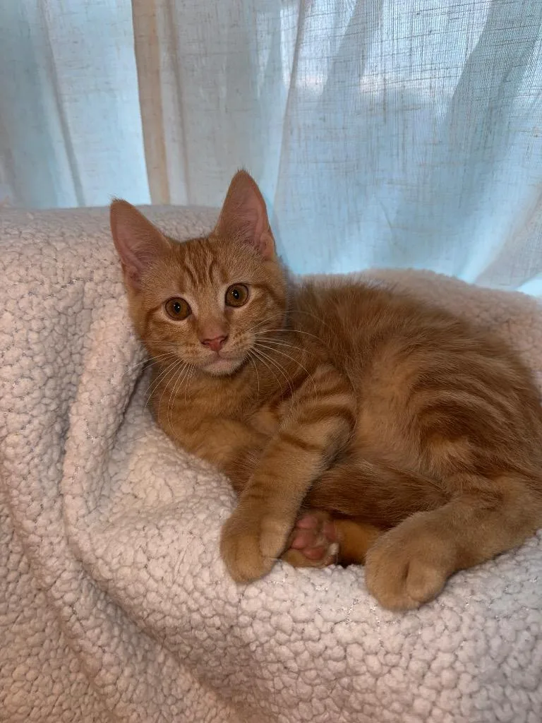 A baby medium-sized male Domestic Short Hair cat named Winnie The Poo for adoption in Lancaster, PA