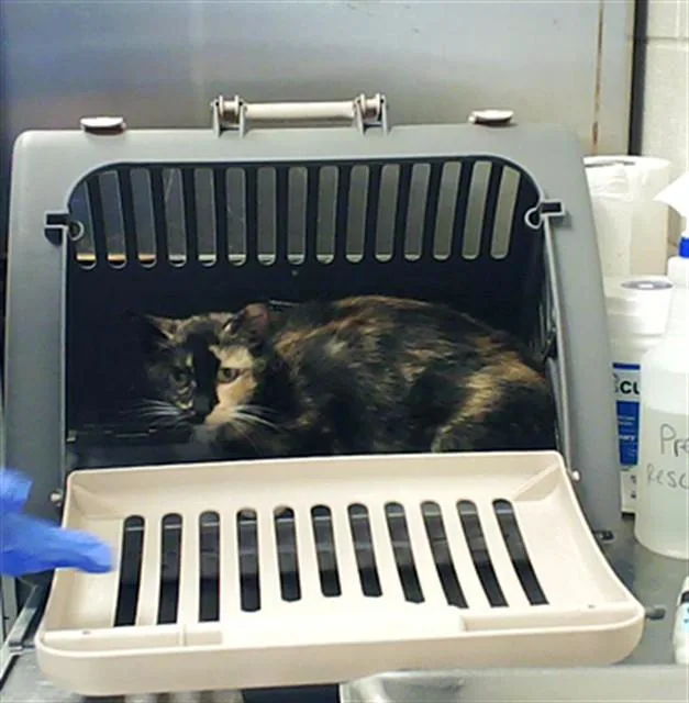 An adult large-sized female Domestic Short Hair cat named Candy for adoption in Fayetteville, NC