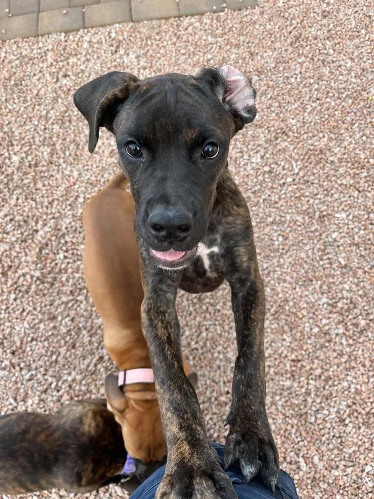 A baby large-sized female Boxer dog named Xena for adoption in Mesa, AZ