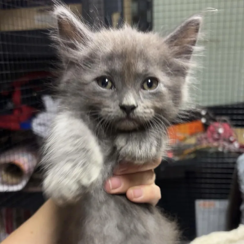 A baby small-sized male Gray / Blue / Silver Domestic Medium Hair cat named Matata C for adoption in Princeton, MN