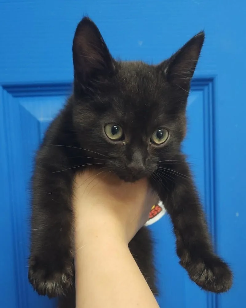 A baby medium-sized male Black Domestic Short Hair cat named Abraxas for adoption in Evansville, IN