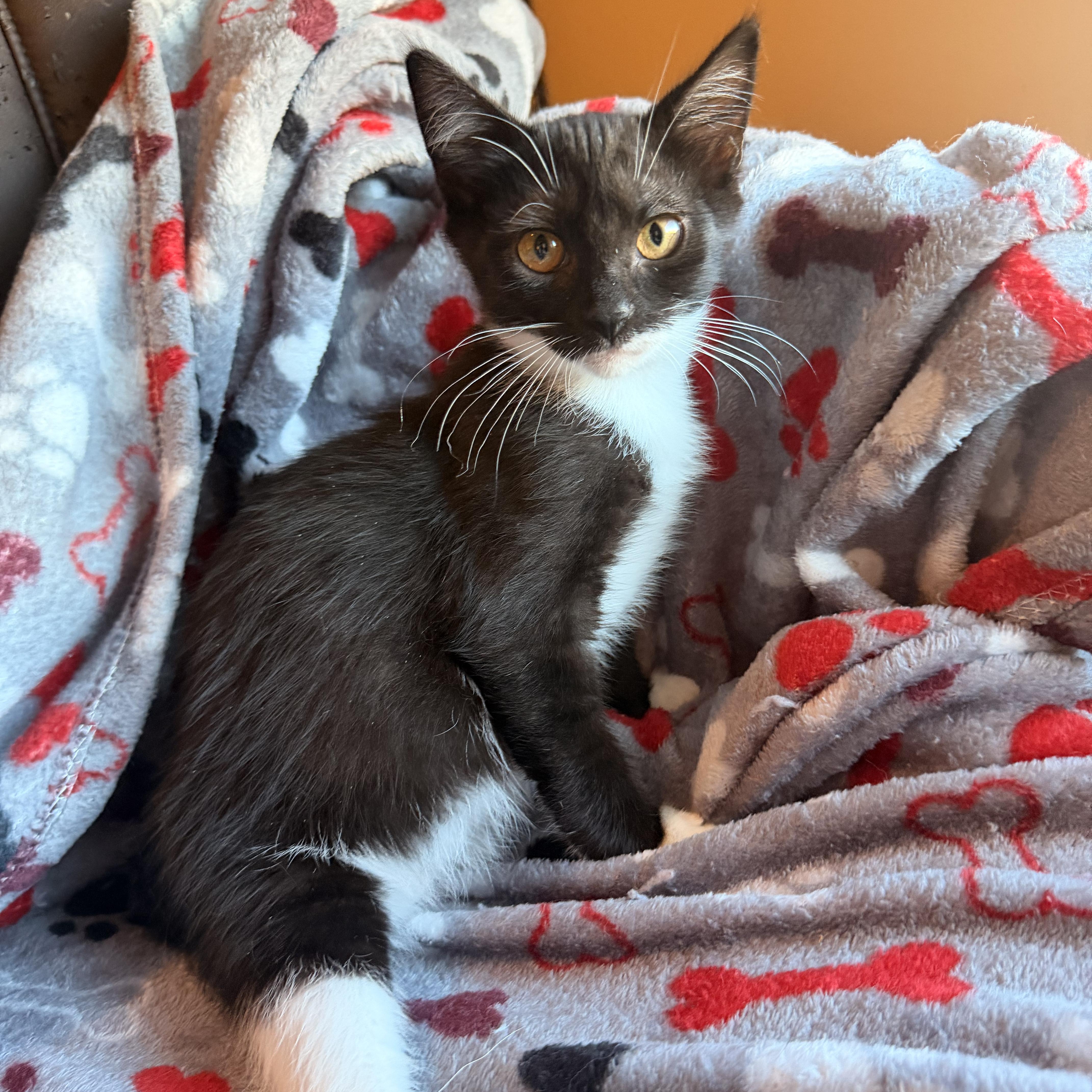 A baby medium-sized female Black & White / Tuxedo Domestic Short Hair cat named Meep for adoption in Scranton, PA