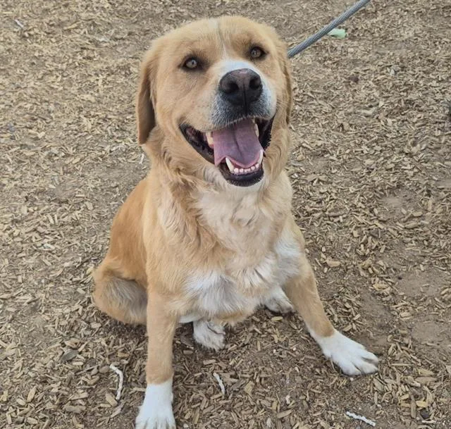 An adult medium-sized female Labrador Retriever dog named Daisy for adoption in Albuquerque, NM