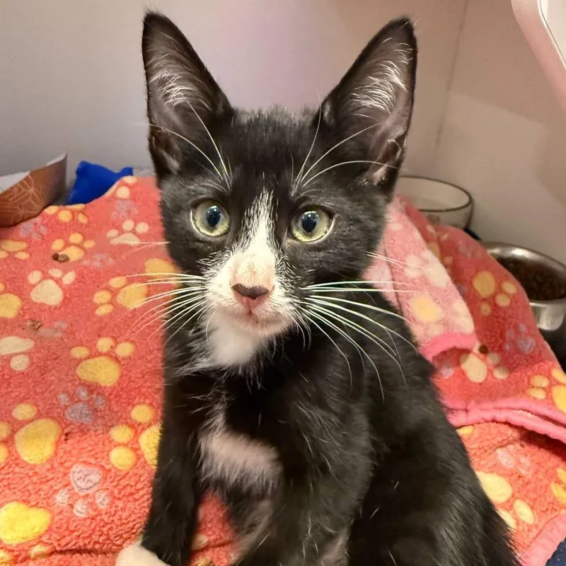 A baby small-sized male Black Domestic Short Hair cat named Tongs for adoption in New York, NY