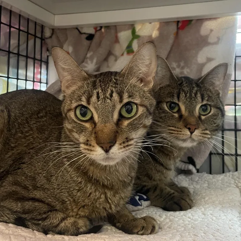 An adult medium-sized male Brown / Chocolate Domestic Short Hair cat named Tortilla Chips for adoption in Chicago, IL