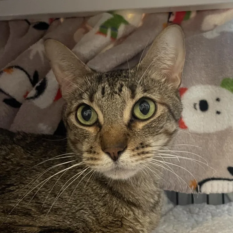 Tortilla Chips thumbnail 2