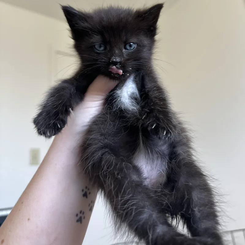 A baby medium-sized female Black Domestic Short Hair cat named Mimosa for adoption in Blacksburg, VA