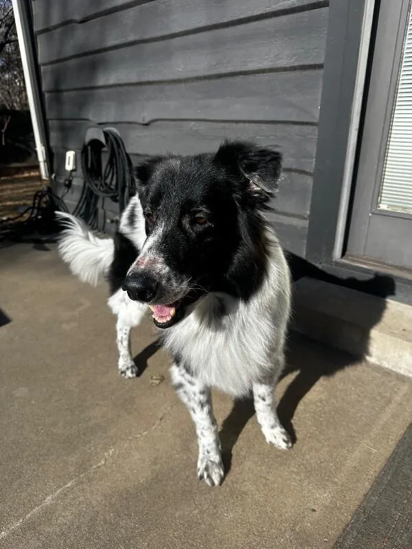 A senior medium-sized male Black Rough Collie dog named Jiro for adoption in Fort Collins, CO