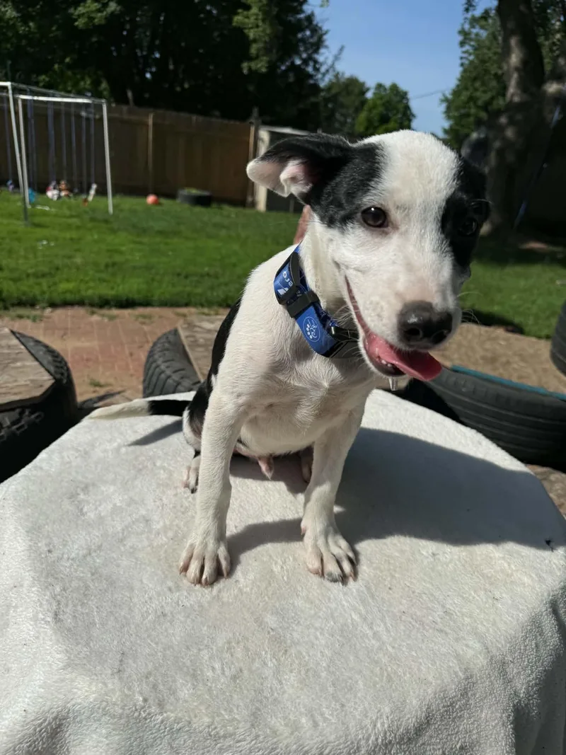 A baby small-sized male White / Cream Terrier dog named Kerr for adoption in North Freedom, WI