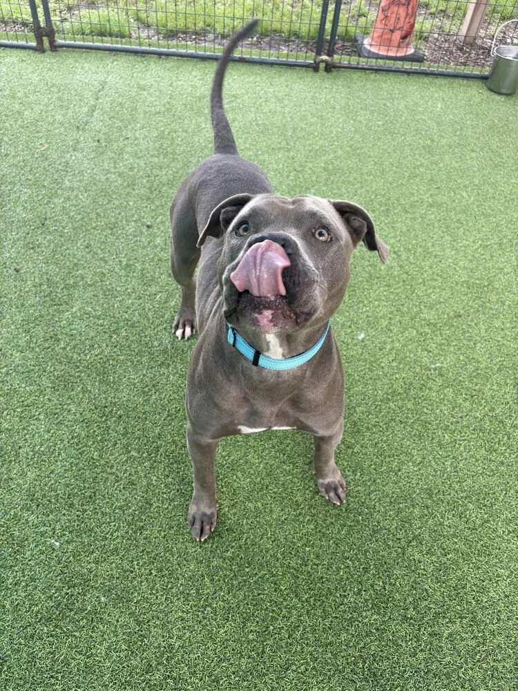 An adult large-sized male American Bulldog dog named Long Bow for adoption in Lakeland, FL