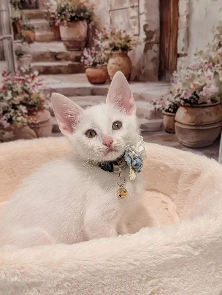 A baby small-sized male White Domestic Short Hair cat named Hersheys for adoption in Fremont, CA