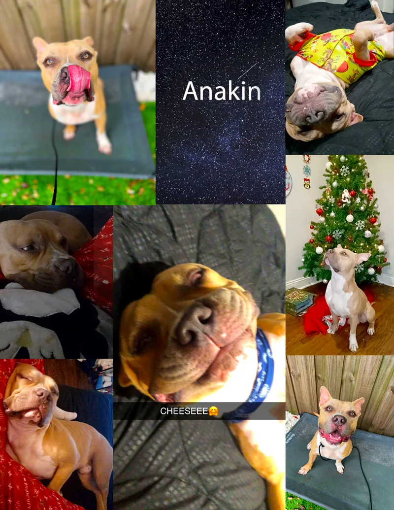 Anakin thumbnail 3