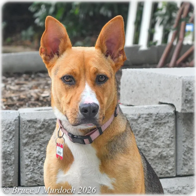 A young medium-sized female Brown / Chocolate Hound dog named Shirley for adoption in Wake Forest, NC