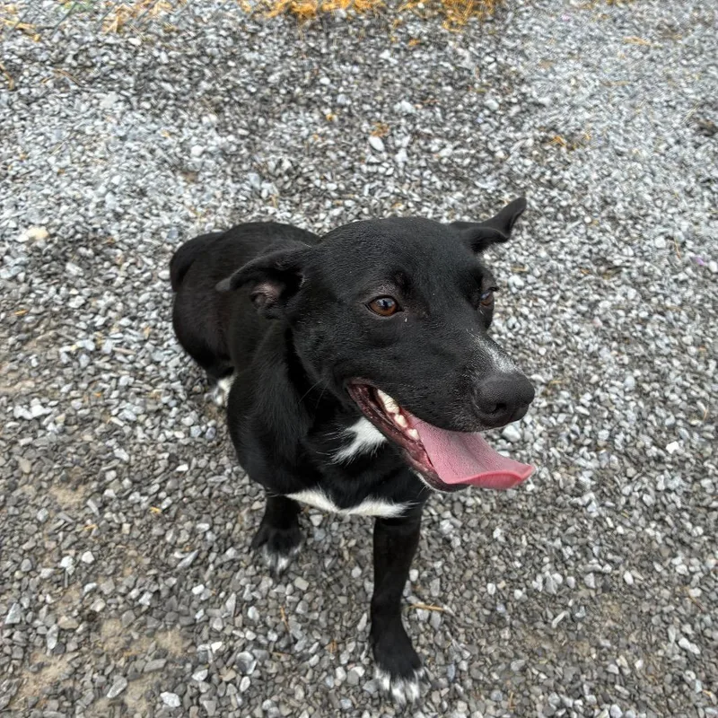 An adult medium-sized female Black Mixed Breed dog named Daisy for adoption in Morganfield, KY