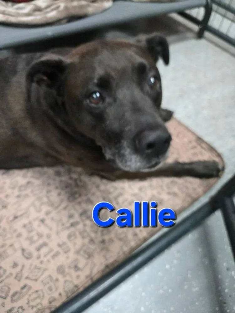 Callie thumbnail 2