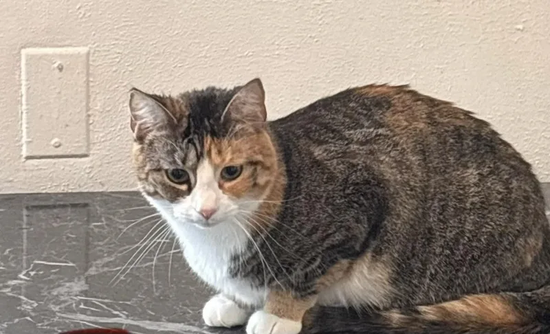 An adult large-sized female Domestic Short Hair cat named Stella for adoption in Havertown, PA