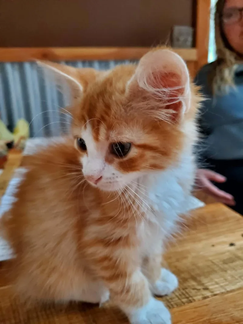 A baby medium-sized male White Domestic Long Hair cat named Solana for adoption in Manhattan, KS