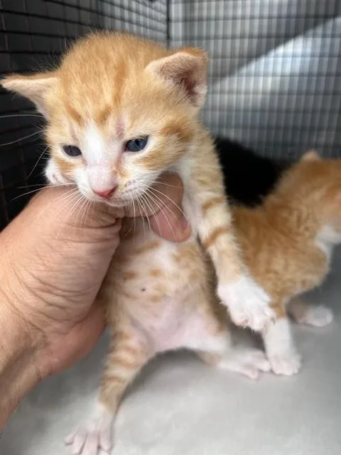 A baby small-sized female Domestic Short Hair cat named Doritos for adoption in Miami, FL