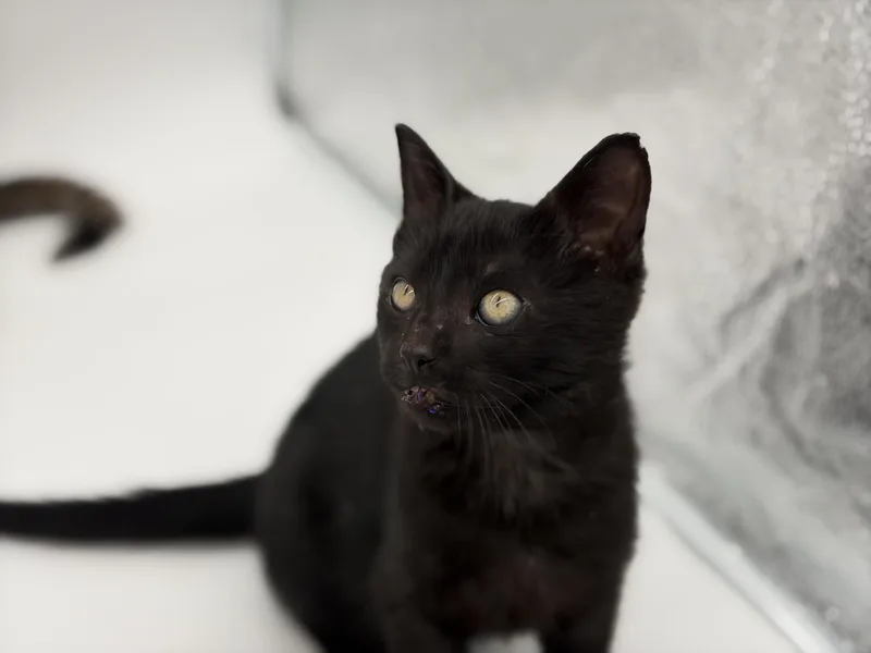 A baby medium-sized male Black Domestic Short Hair cat named Drummer for adoption in Lucedale, MS
