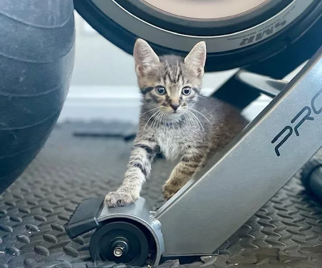A baby medium-sized female Domestic Short Hair cat named Cookie for adoption in Lincoln, CA