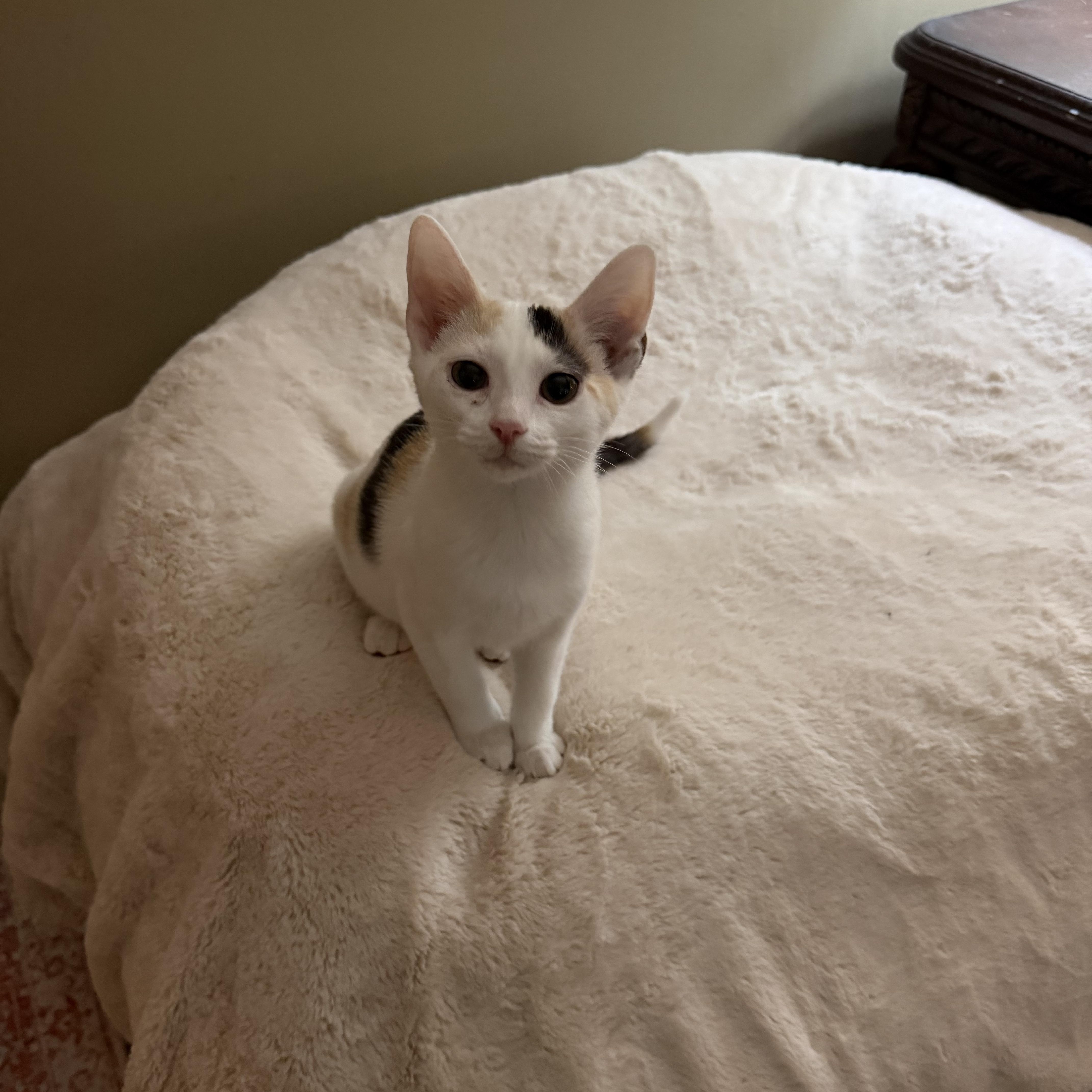 A young medium-sized female Calico Domestic Short Hair cat named Delilah for adoption in Murfreesboro, TN