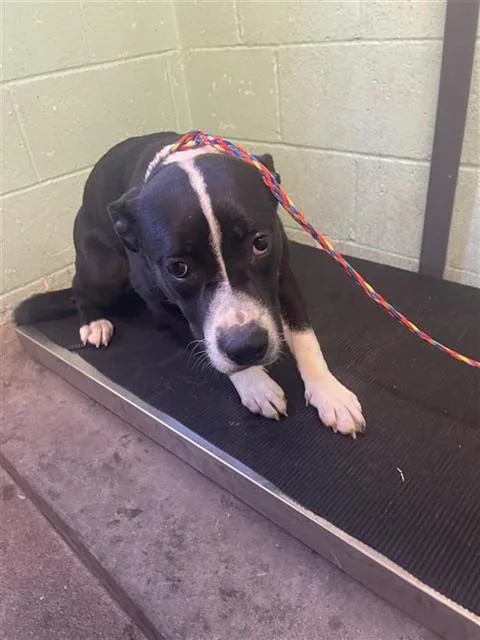 A young medium-sized female Pit Bull Terrier dog named Ellie Mae for adoption in Sacramento, CA