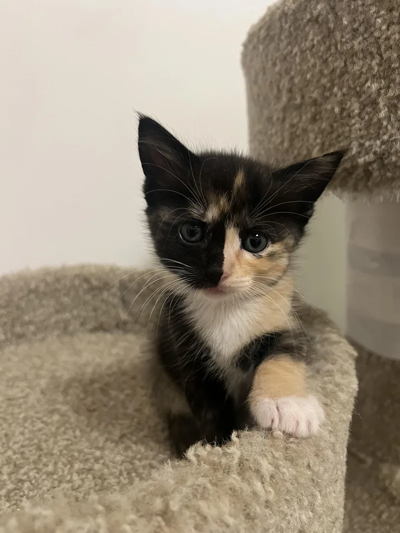 A baby medium-sized female Domestic Short Hair cat named Calcium for adoption in Fruit Heights, UT