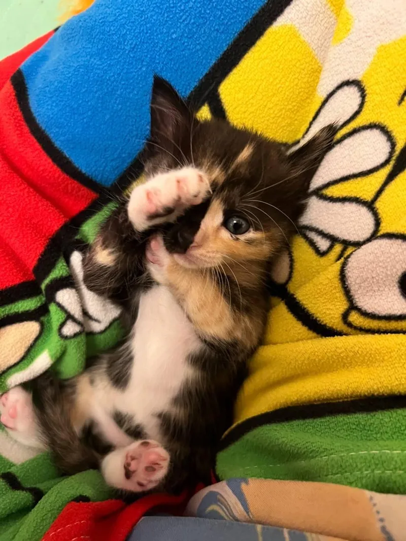 Calcium thumbnail 5