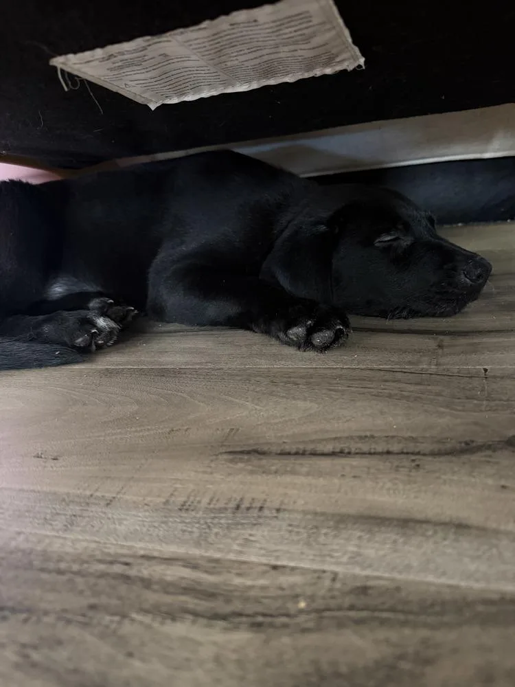 A baby small-sized female Black Belgian Shepherd / Malinois dog named Nebulavolume   Located for adoption in Imlay City, MI