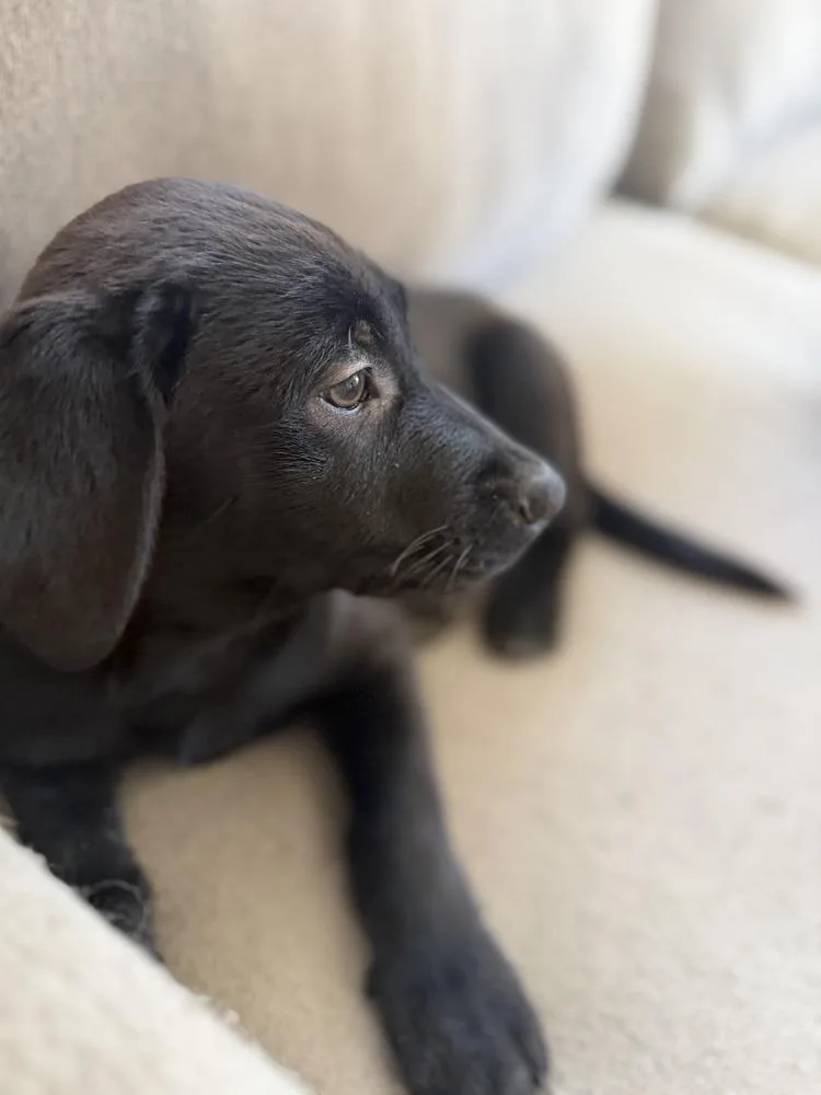 Nebulavolume   Located thumbnail 2