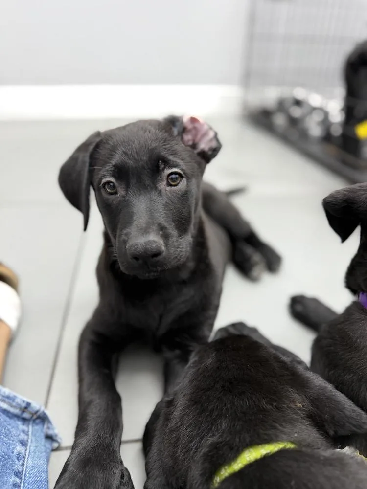 Nebulavolume   Located thumbnail 4