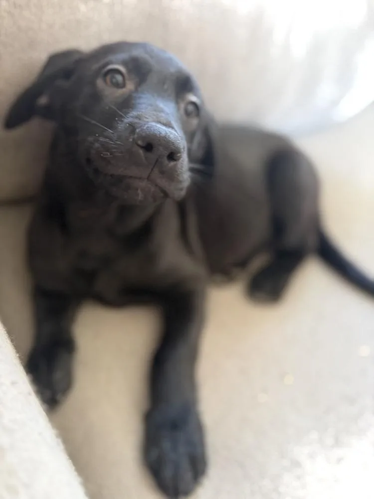 Nebulavolume   Located thumbnail 5