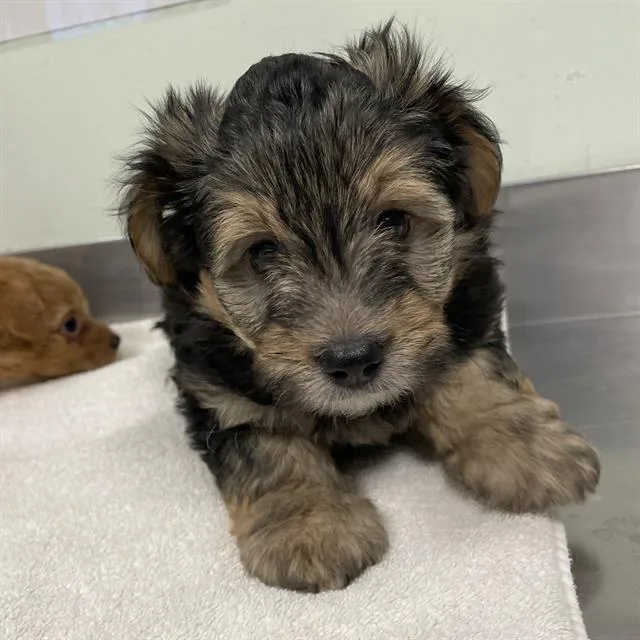 A baby small-sized male Yorkshire Terrier dog named Hugo for adoption in Santa Cruz, CA