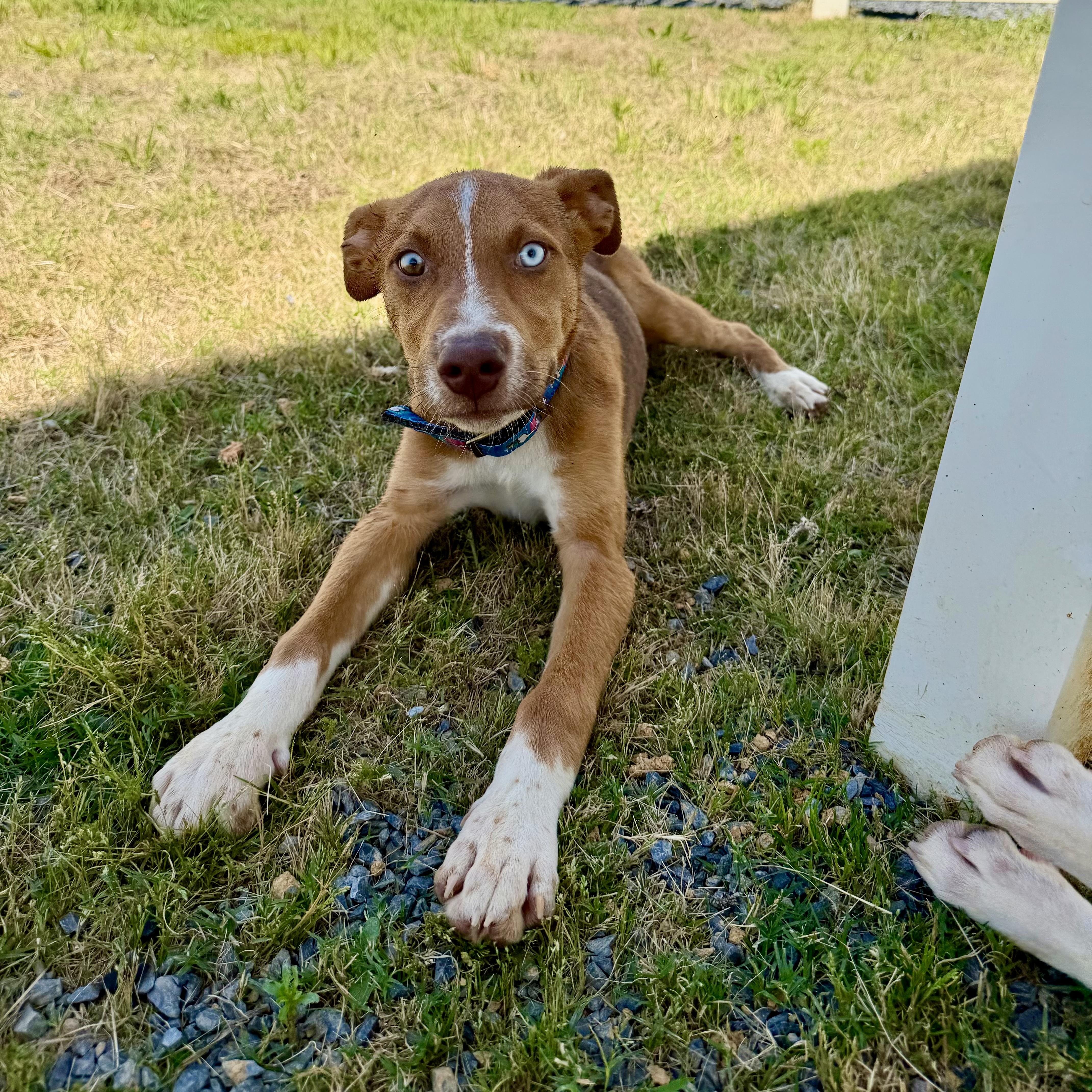 A young medium-sized male Tricolor (Brown, Black, & White) Hound dog named Kalvin for adoption in Paramus, NJ