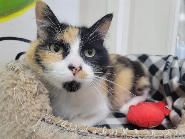 An adult medium-sized female Domestic Long Hair cat named Honey for adoption in McKinleyville, CA