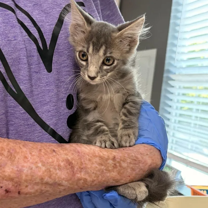 A baby small-sized female Gray / Blue / Silver Domestic Long Hair cat named Queso for adoption in Livingston, TX