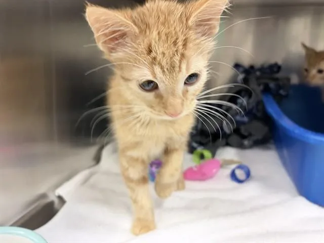 A baby small-sized male Domestic Short Hair cat named Ernie for adoption in Ames, IA