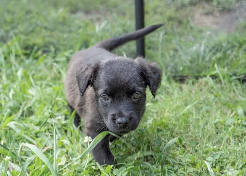 A baby medium-sized male Labrador Retriever dog named Cricket for adoption in Mount Juliet, TN
