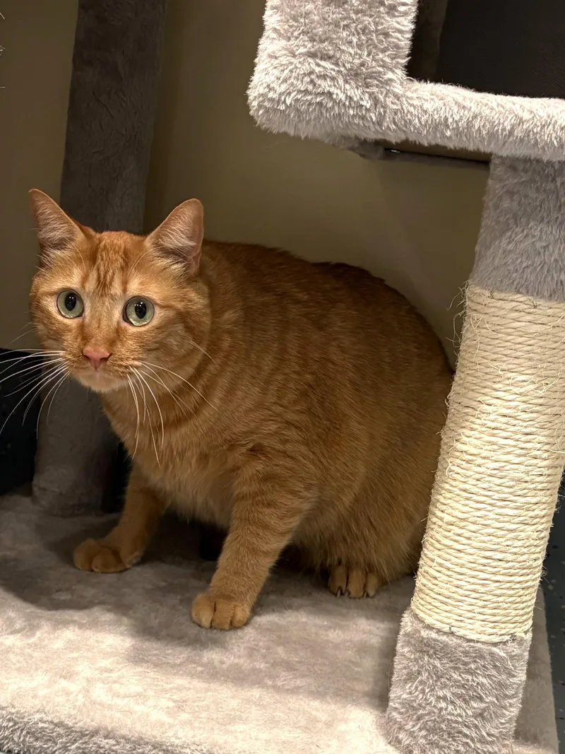 An adult large-sized male Tabby (Orange / Red) Domestic Short Hair cat named Mustardmoztaza for adoption in Mesquite, NV