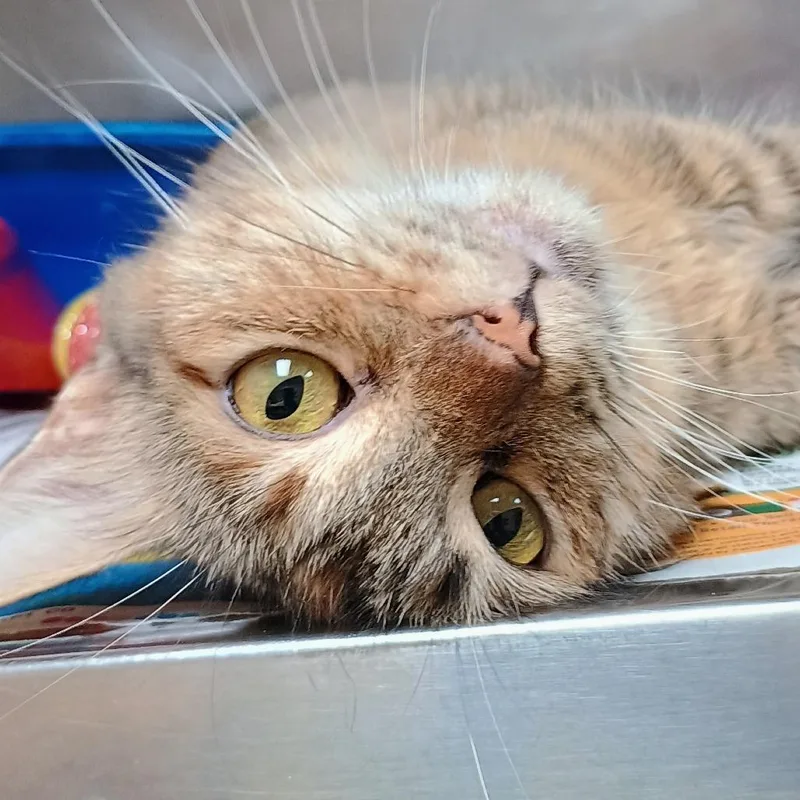 A baby medium-sized female Cream / Ivory Domestic Medium Hair cat named Aspen for adoption in Palestine, TX