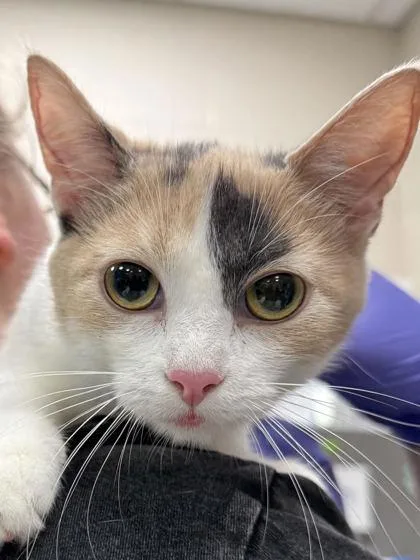 A baby medium-sized female Domestic Short Hair cat named Shimmy for adoption in Fishers, IN