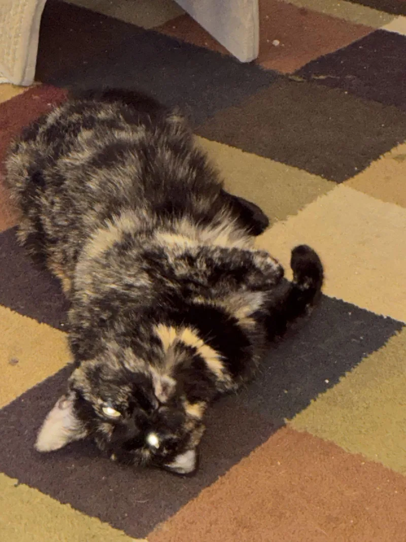 Scrunchie thumbnail 2