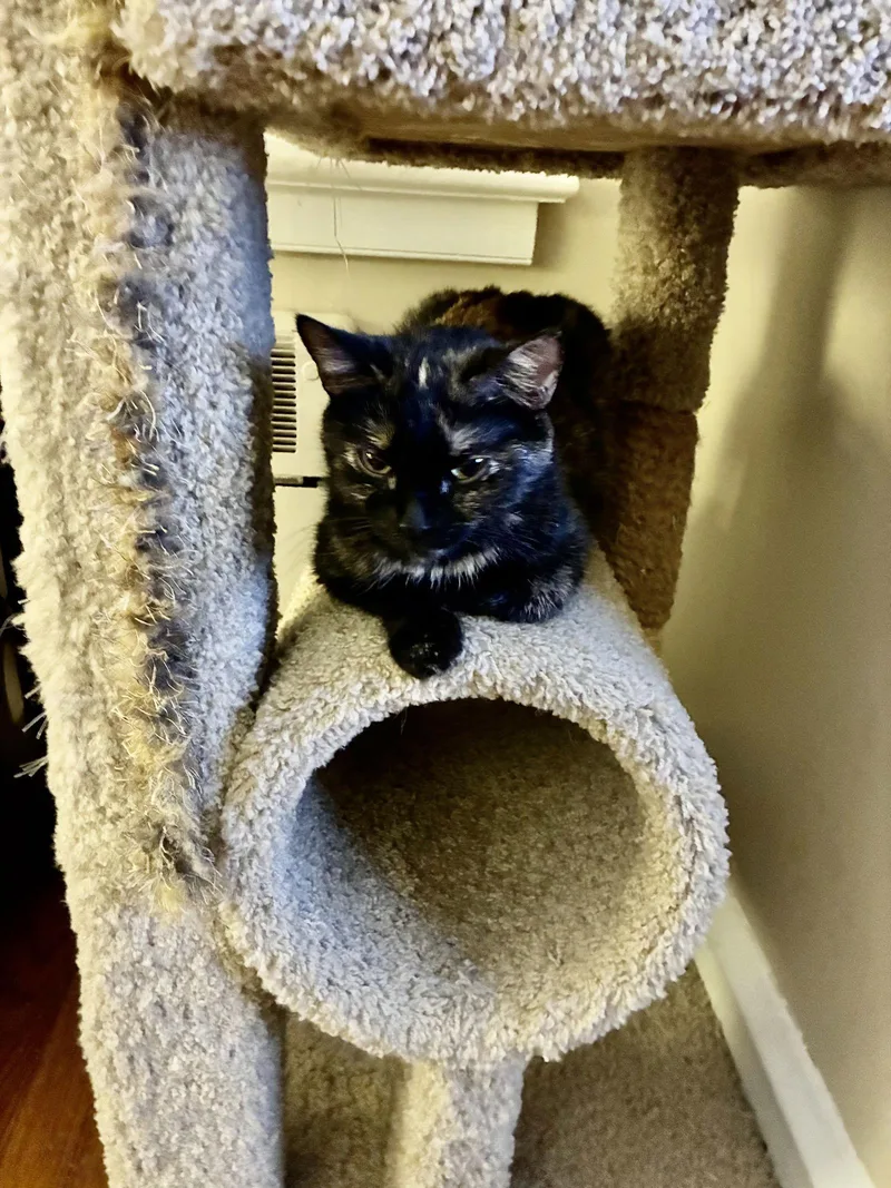 Scrunchie thumbnail 3