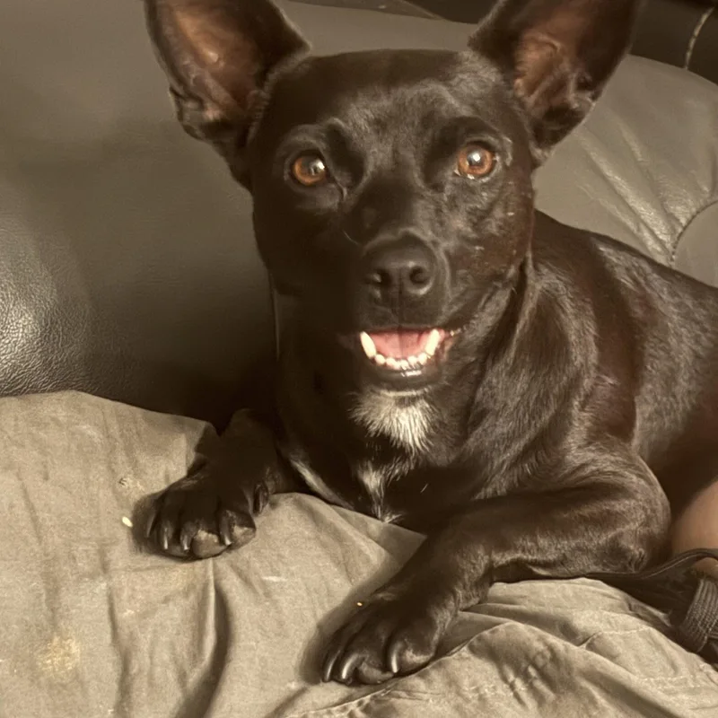 A young small-sized male Black Maltese dog named DTWStray_ for adoption in Phoenix, AZ