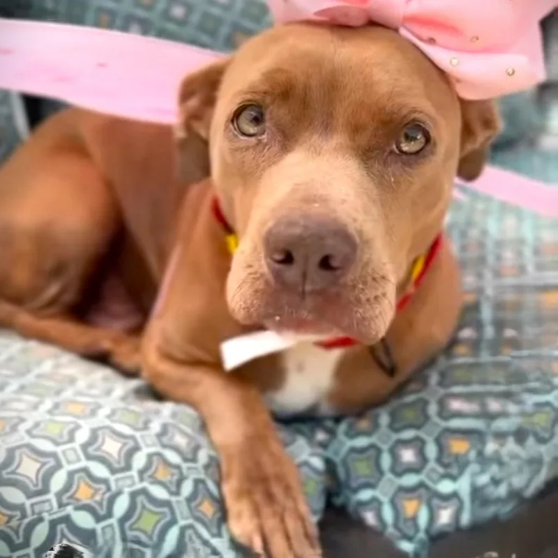 An adult medium-sized female Red / Chestnut / Orange Pit Bull Terrier dog named Lollie for adoption in Los Angeles, CA