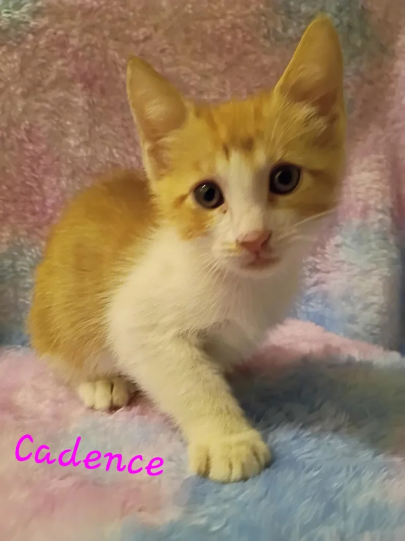A young medium-sized female Orange & White Domestic Short Hair cat named Candence for adoption in Mount Pleasant, TX