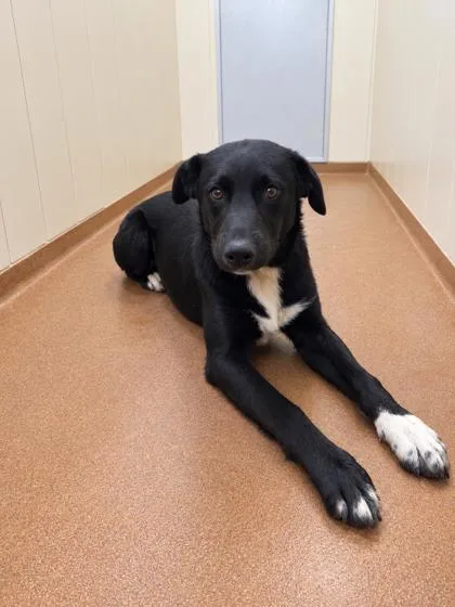 A young medium-sized male Black Labrador Retriever dog named Jason for adoption in Winfield, KS