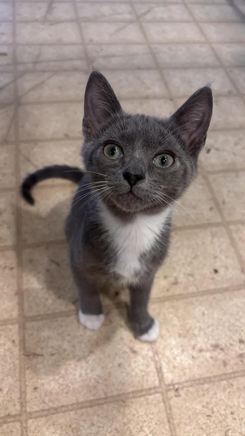 A baby small-sized male Domestic Short Hair cat named Dean and Tristian for adoption in Melrose, MA