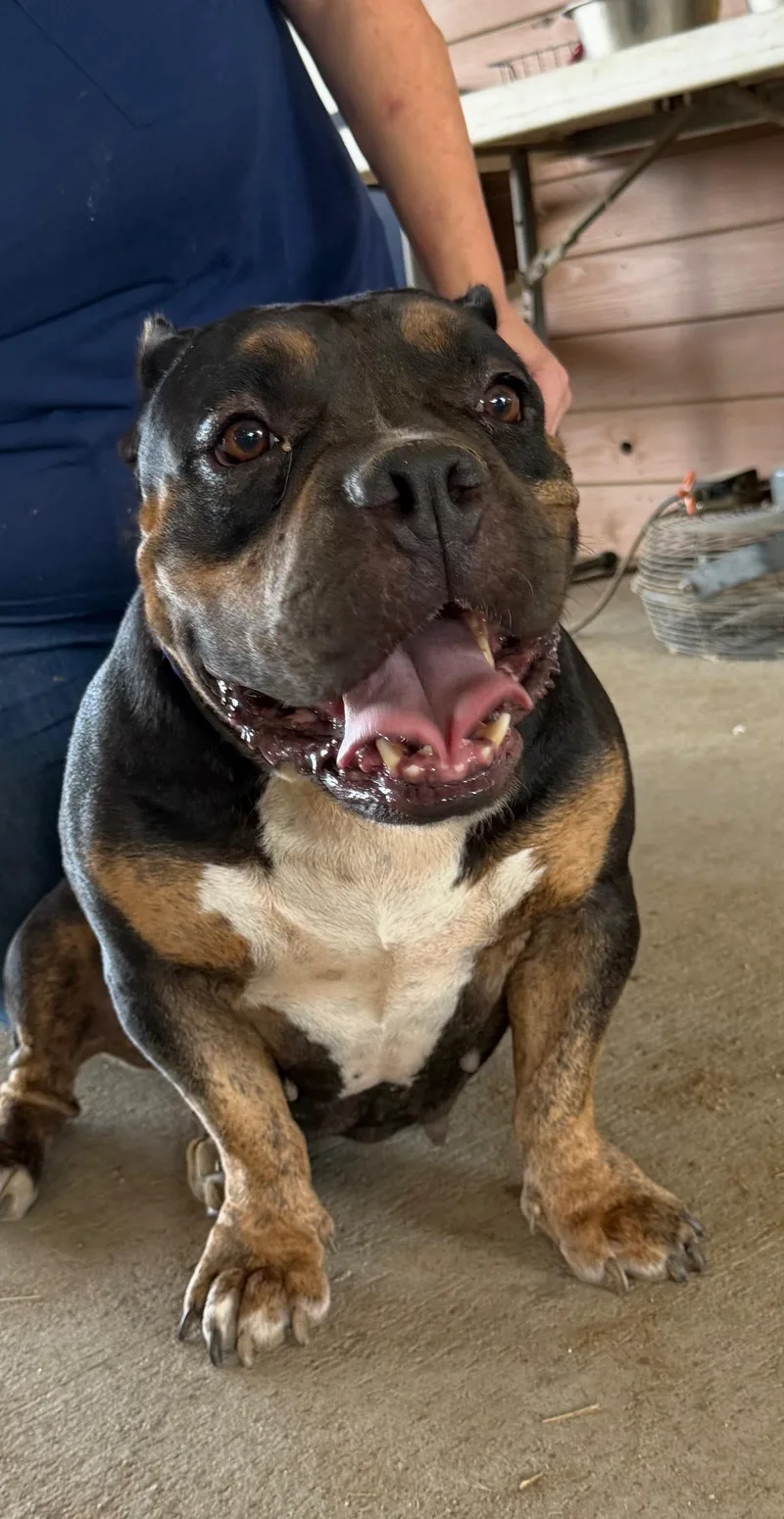A young medium-sized female American Bully dog named Betty Boop for adoption in Sumter, SC
